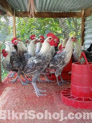 মিশরি ফাউমি